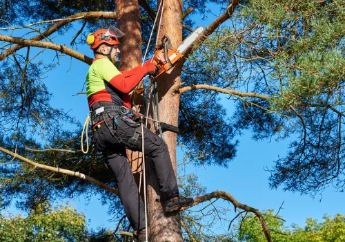 Professional Tree Pruning & Trimming in the Mattoon Area 1 Professional Tree Pruning & Trimming in the Mattoon Area