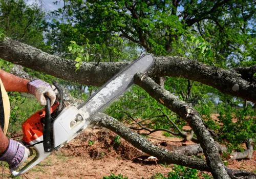 Safe & Reliable Tree Removal in Mattoon, IL
