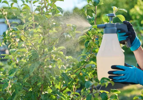 Tree Pest & Disease Control in the Mattoon Area 1 Tree Pest & Disease Control in the Mattoon Area