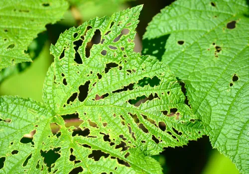 Tree Pest & Disease Control in the Mattoon Area
