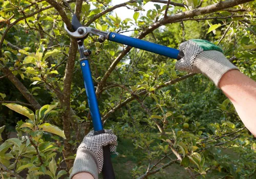 Professional Tree Pruning & Trimming in the Mattoon Area