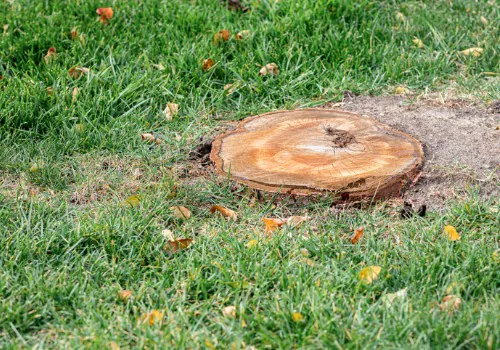 Efficient Stump Grinding in the Mattoon Area